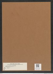 Stictodiscus sp. (de-Toni-Nr.: Genus 205) Zeichnungen Sammlung Grunow Mappe 05033 (Herbarium_W_Grunow_drawings_Folder_05033)